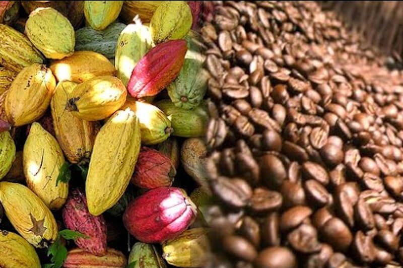 Cuáles son las diferencias entre el café y el cacao 5 Cuáles son las diferencias entre el café y el cacao
