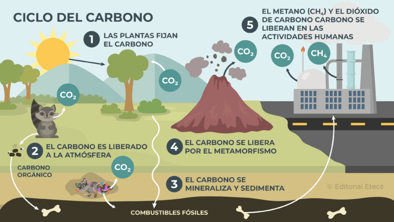 Cuáles son las etapas del ciclo del carbono 2 ciclo carbono
