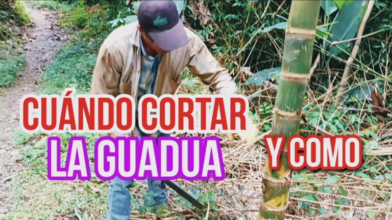 cortar guadua