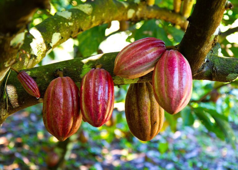 Cómo implementar buenas prácticas agrícolas en cacao en Colombia 2 cultivo cacao