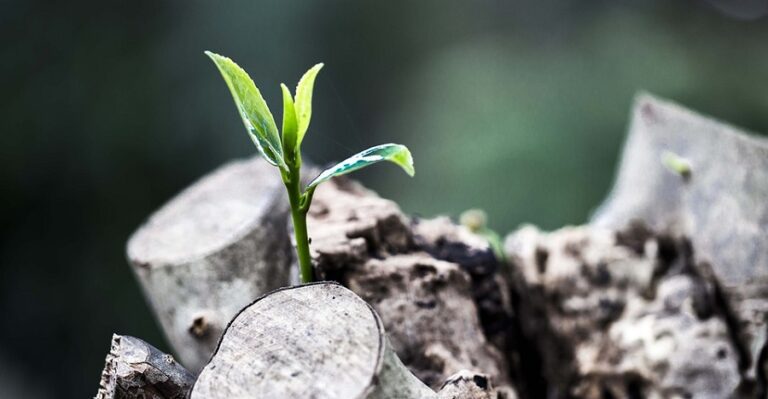 Cómo obtener el certificado de fe de vida en Colombia 12 fe vida