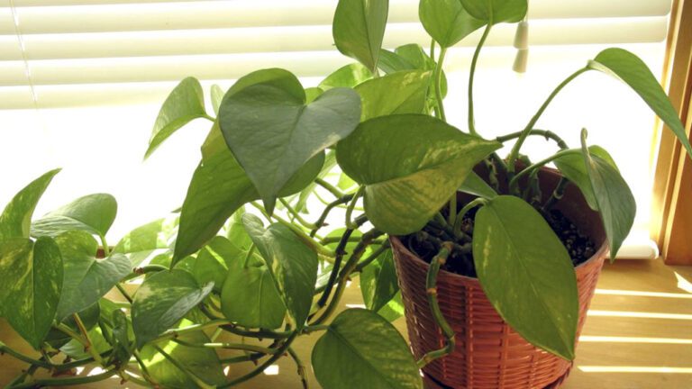 Qué hacer en la planta de Colombina en Pereira 2 planta colombina