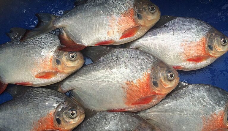 Cómo se crían tilapia y cachama en Colombia 2 tilapia cachama
